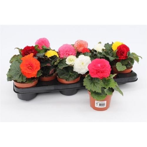 Begonia tub. Hybride