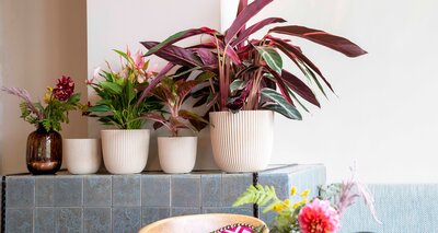 Binnenpotten - Blumentöpfe Indoor