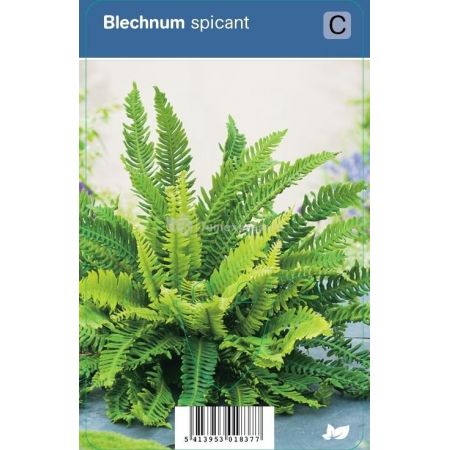 Blechnum spicant  P9