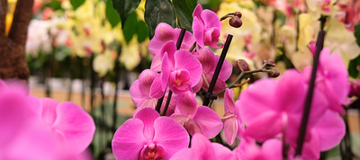 Bloeiende kamerplanten - Blühende Zimmerpflanzen