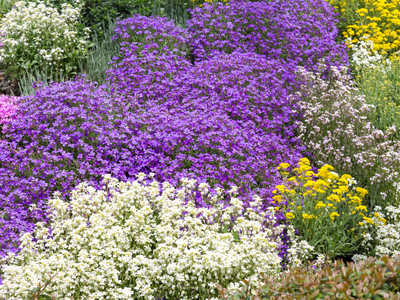 Bodembedekkers - Bodendecker