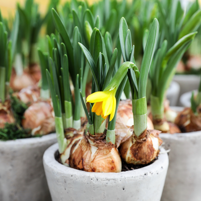 Bollen op pot - Zwiebeln im Topf