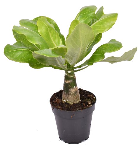 Brighamia insignis Hawaiian Palm