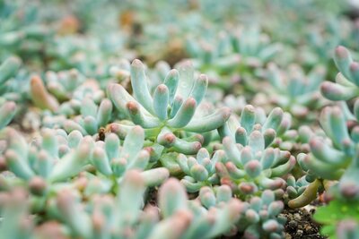 Cactussen en vetplanten - Kakteen und Sukkulenten