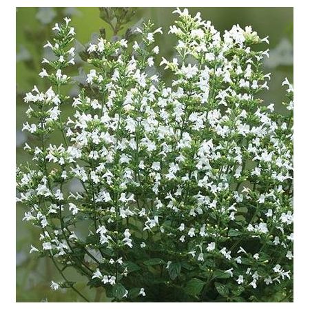 Calamintha nepeta Marvelette White