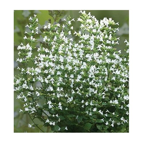 Calamintha nepeta Marvelette White