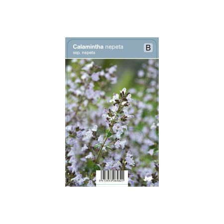 Calamintha nepeta ssp. nepeta  P9