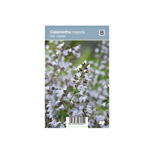 Calamintha nepeta ssp. nepeta P9