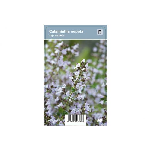 Calamintha nepeta ssp. nepeta  P9