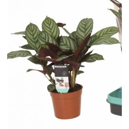 Calathea Compactstar