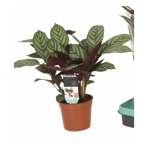 Calathea Compactstar