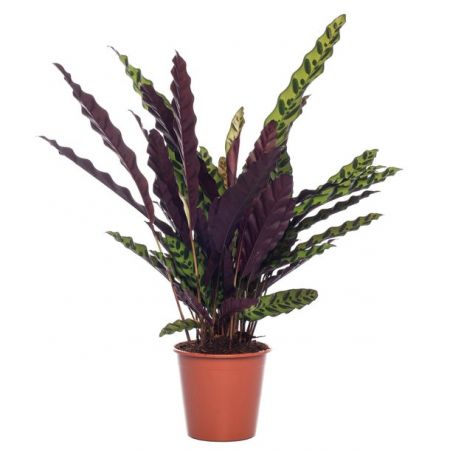 Calathea Insigne