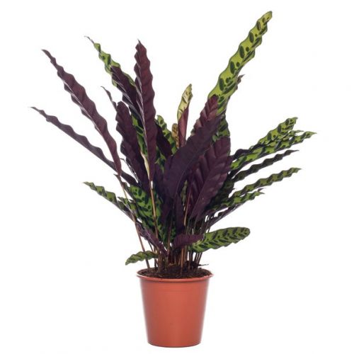 Calathea Insigne