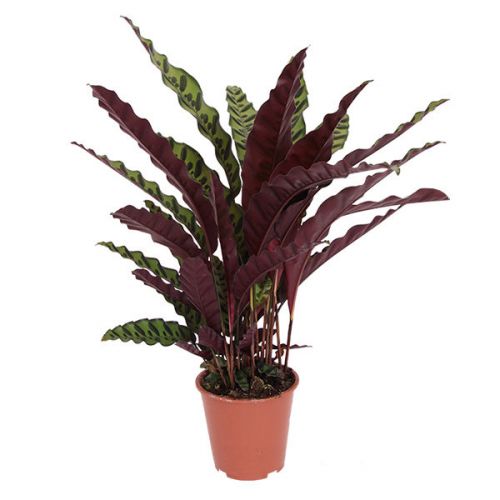 Calathea Insigne