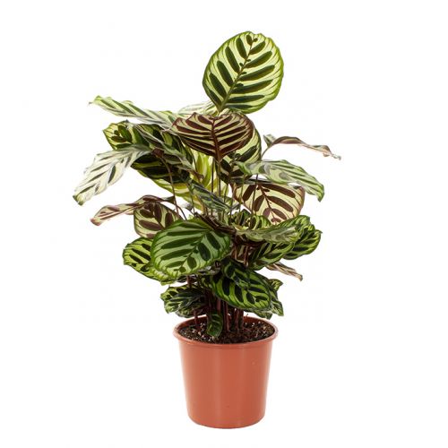 Calathea Makoyana