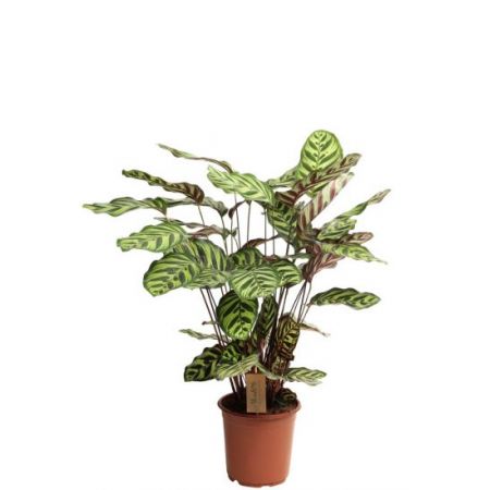 Calathea Makoyana