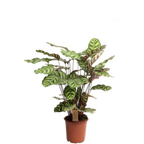 Calathea Makoyana