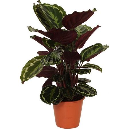 Calathea Medallion