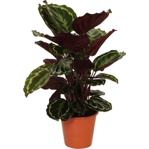 Calathea Medallion
