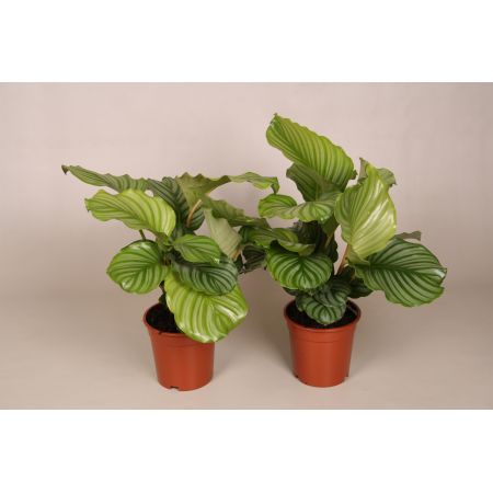 Calathea Orbifolia ASP P14