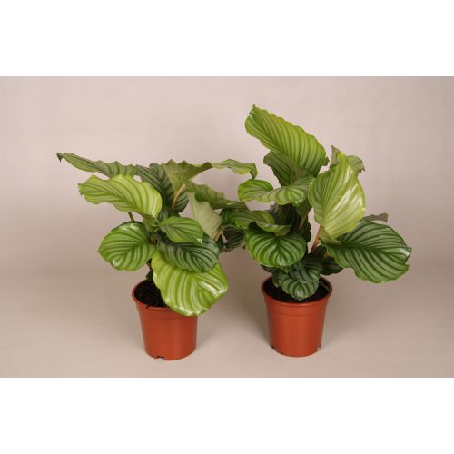 Calathea Orbifolia ASP P14