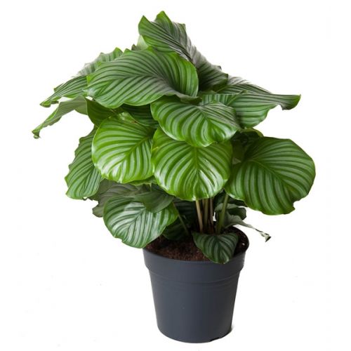 Calathea Orbifolia ASP P19