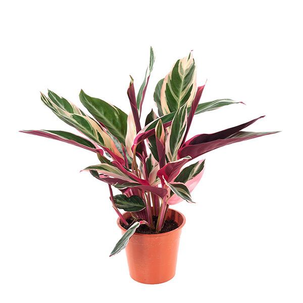 Calathea Triostar