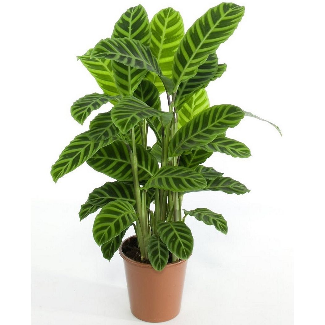 van Mislukking huid Calathea Zebrina - Tuincentrum Schmitz