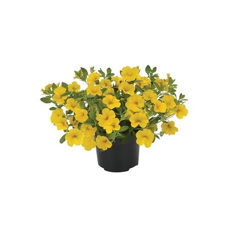 Calibrachoa p 12 Geel