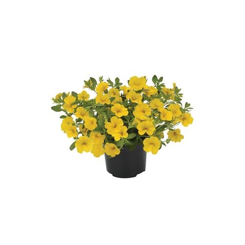 Calibrachoa p 12 Geel