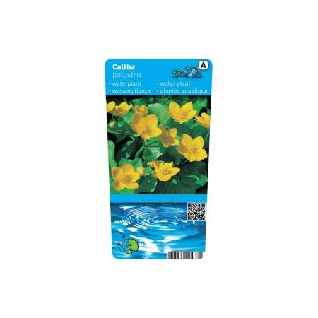 Caltha palustris