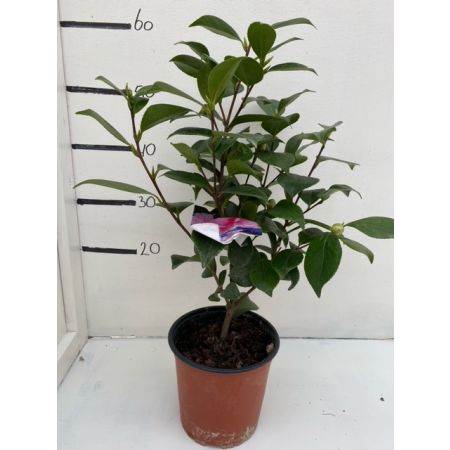 Camellia japonica