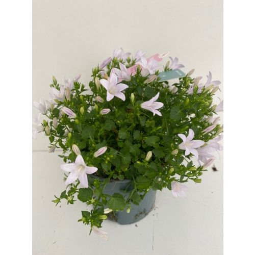 Campanula addenda - Klokjesbloem p12 White Star