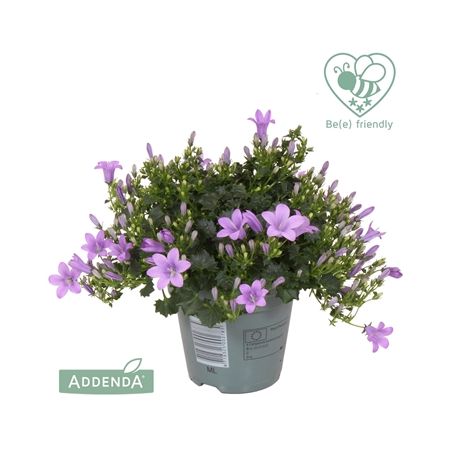 Campanula Ambella paars p10.5