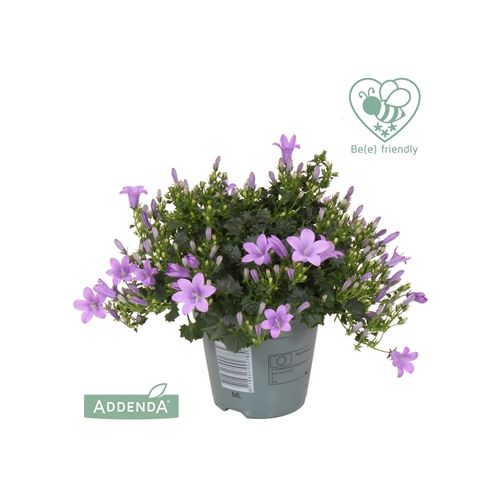 Campanula Ambella paars p10.5