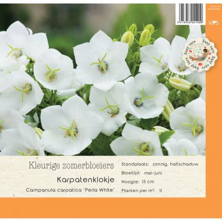 Campanula carpatica Perla White P9