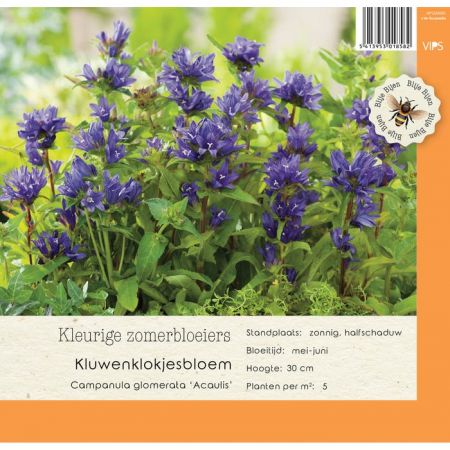 Campanula glomerata Acaulis  P9