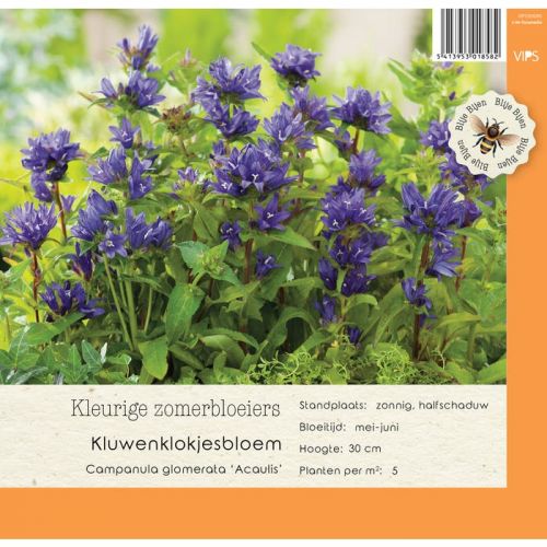 Campanula glomerata Acaulis P9