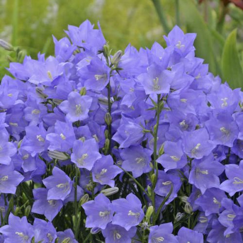 Campanula pers. Takion Blue P9