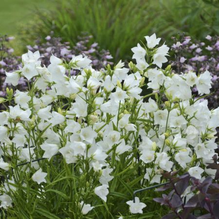 Campanula pers. Takion White P9