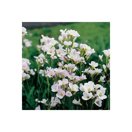 Cardamine pratensis