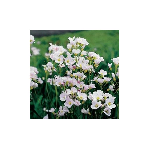 Cardamine pratensis