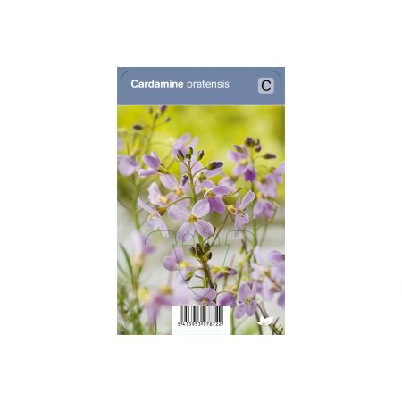 Cardamine pretense P9