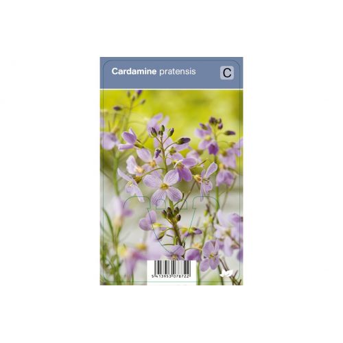 Cardamine pretense P9