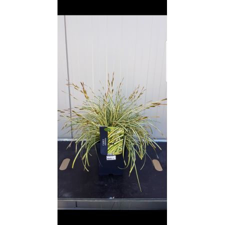 Carex hachijoensis Evergold P23