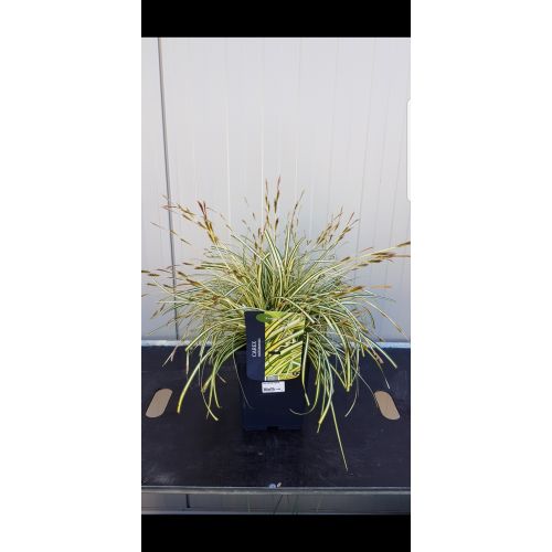 Carex hachijoensis Evergold P23