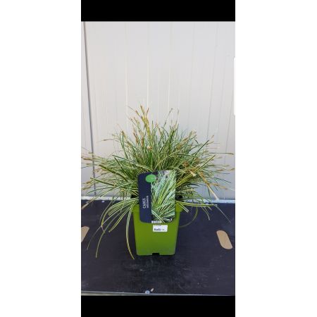 Carex osh Evercream