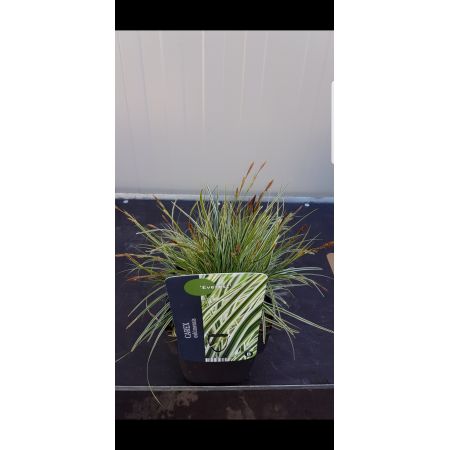 Carex oshimensis 'Everest' PBR