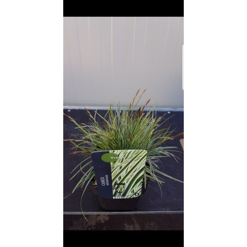 Carex oshimensis 'Everest' PBR