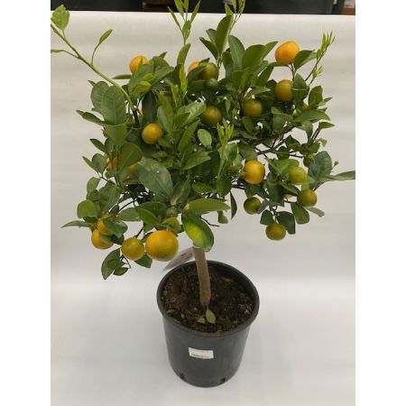 Citrus calamondin 1/4 stam